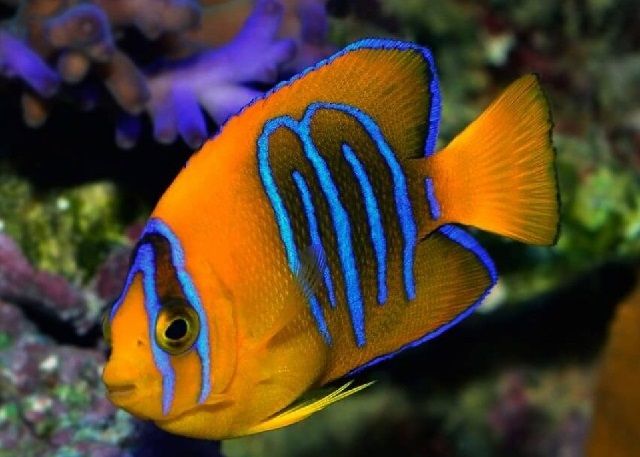 Ini Dia Ikan Hias Termahal Di Dunia Hingga Sekarang Ini Infoikan Com