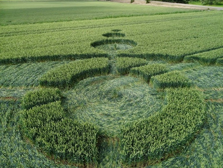 луга белоруссии. выполнишь поле. человек в поле. выполнишь поле. лето поле.