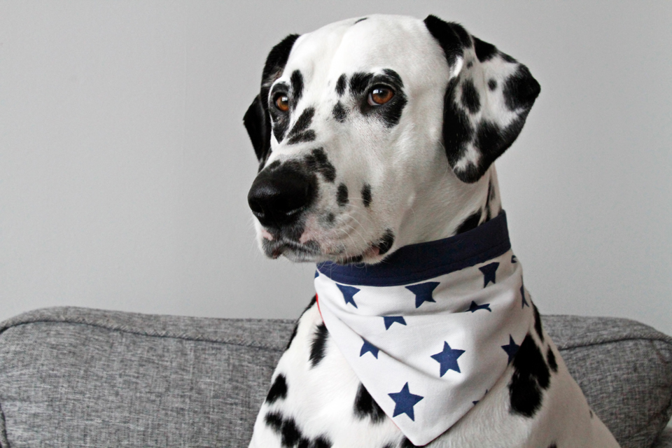 Dalmatian DIY DIY Reversible Dog Bandana with Accent Trim Neck Ties