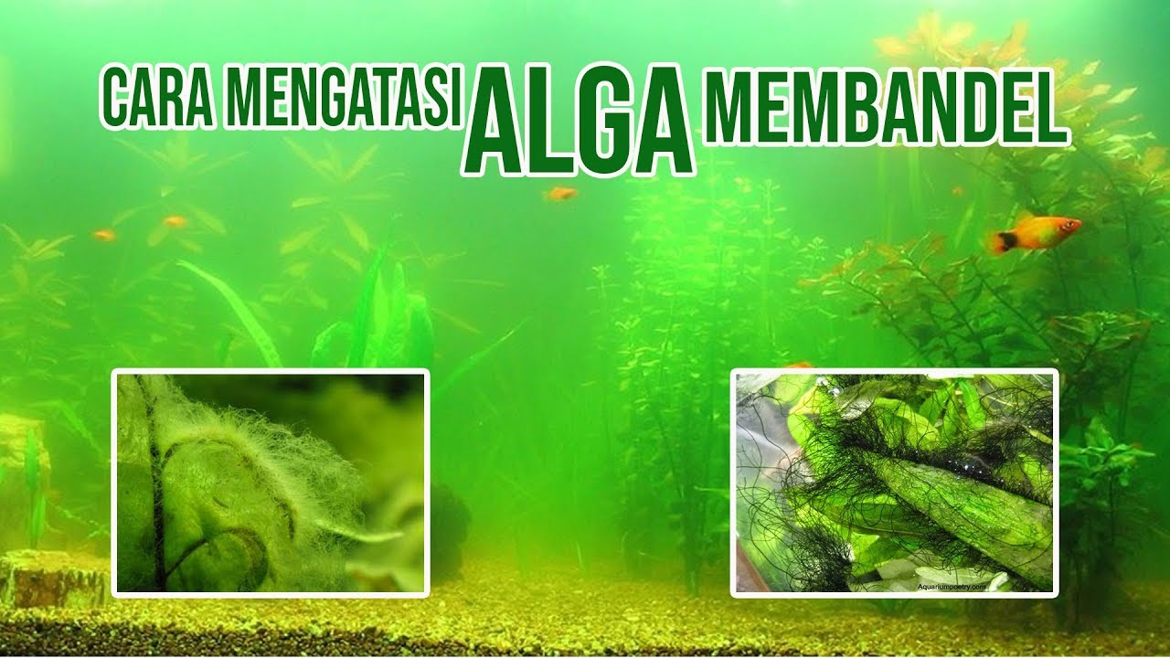 Cara Ampuh Menghilangkan Alga Lumut Aquascape