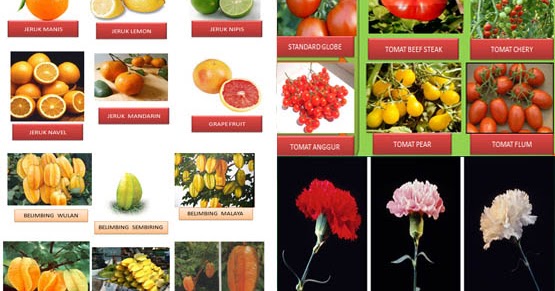 10 Contoh Keanekaragaman Hayati Tingkat Gen Gambar Dan Penjelasannya Lentera Hidup1