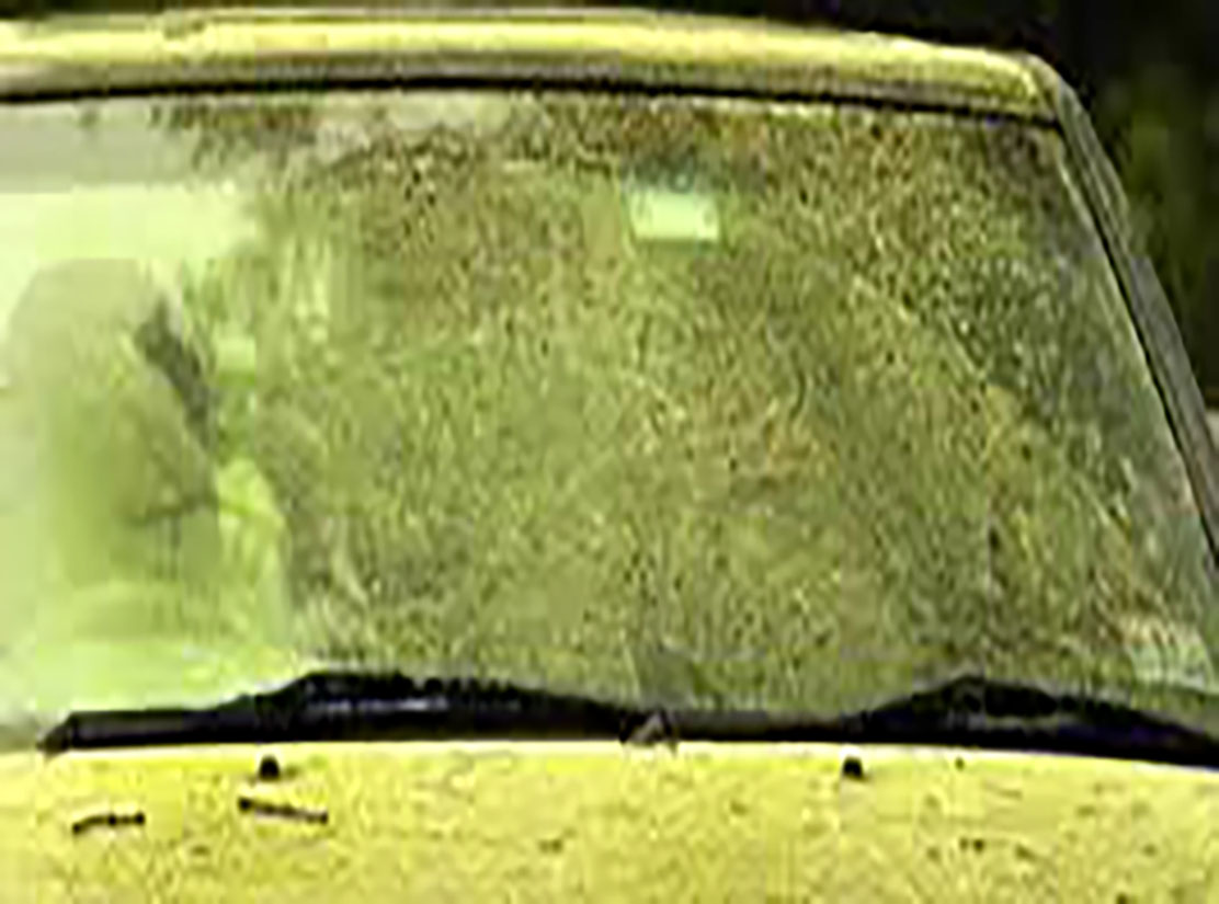 What's That Yellow Pollen Coating My Car Windows? Fauquier ENT Blog