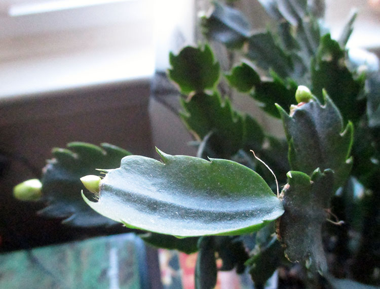 Green Jean zygo buds