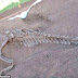 Fossils of TWO 180 Million-year-old Dinosaurs Unearthed Beneath Road in China