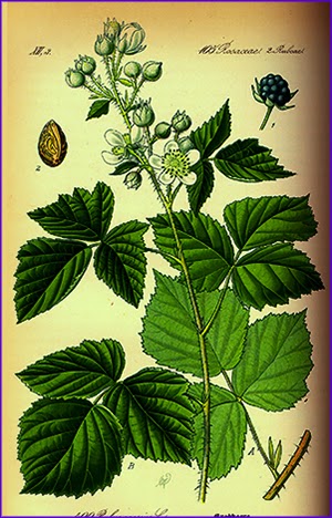 Перший етап цвітіння