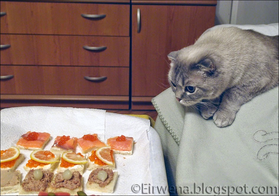Comment Punir Un Chat Qui Monte Sur La Table