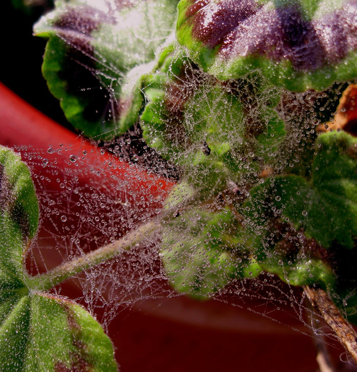 Morning Dew On The Spider Webs
