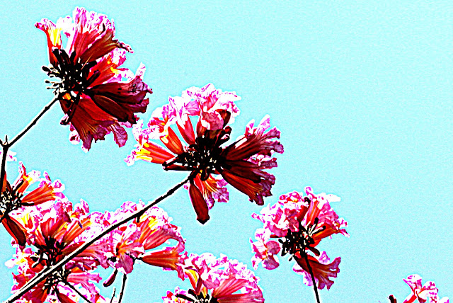 flower color pink on blue background - flores cor-de-rosa em fundo azul