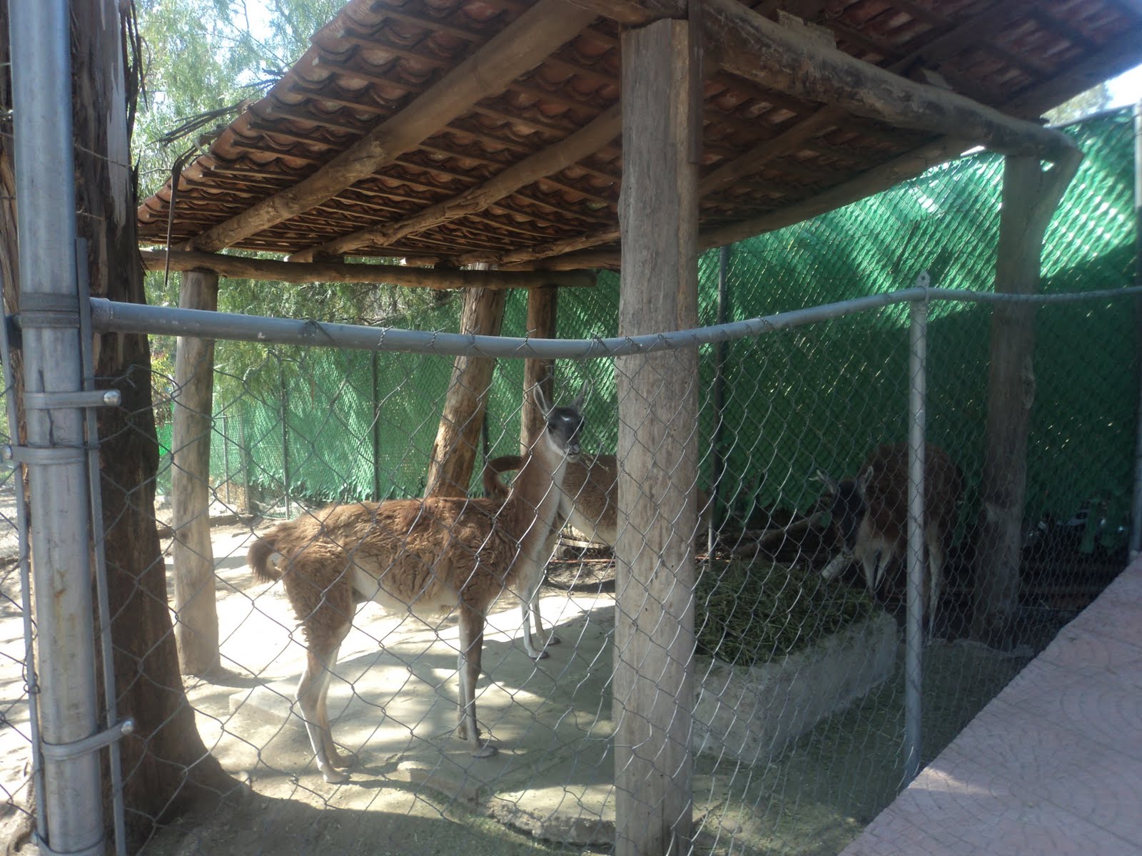 AGUILA REAL PARQUE DE LOS CIERVOS