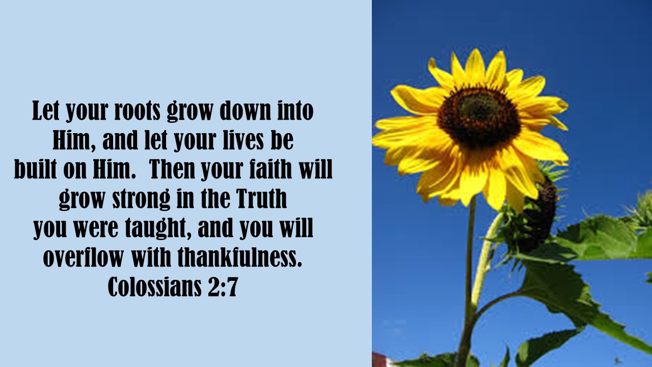 Analogy of a Sunflower