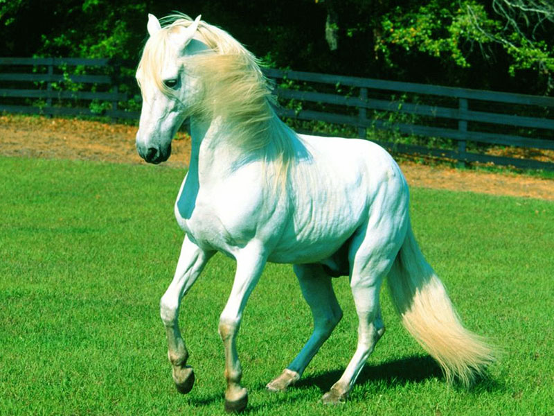 White Horse Wallpaper | Wallpaper HD And Background
