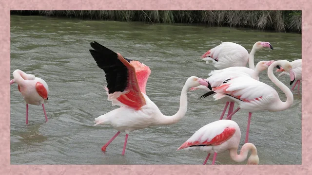 Pink Flamingos in the Camargue Wetlands
