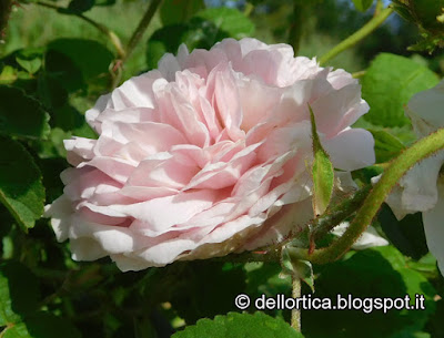 Rosa lavanda dittamo tarassaco erbe officinali bosco flora spontanea e fauna selvatica confetture tisane sali aromatici ed altro alla fattoria didattica dell'ortica a Savigno nell'appennino Bolognese Modenese