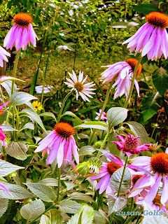 Sgolis Yard and Garden Secrets