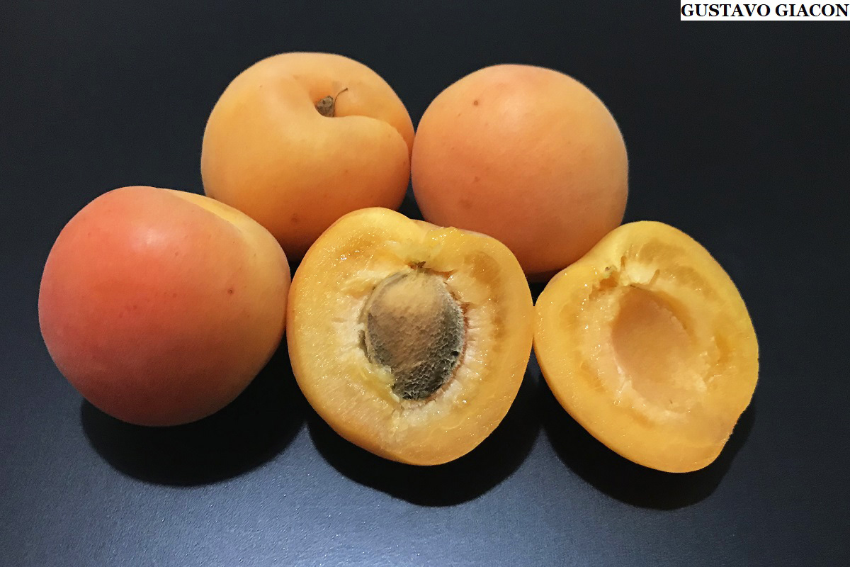 Essência Natural Guaramirim - O damasco é uma fruta de origem chinesa,  trazida para o continente americano no século XVIII. Geralmente conhecemos  seu fruto seco, que é amplamente utilizado na culinária, mas