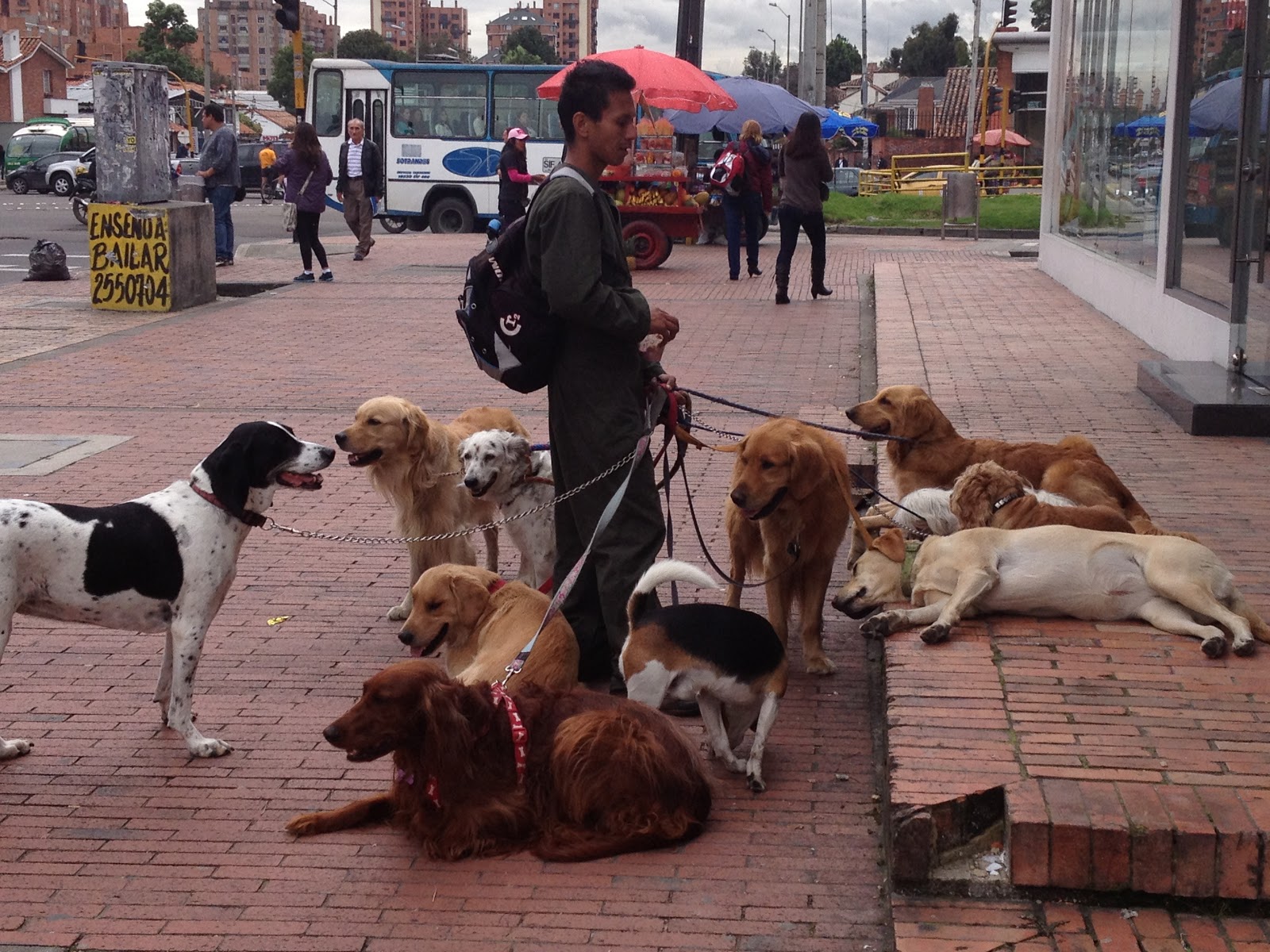Our Colombian Bean Dog Walker
