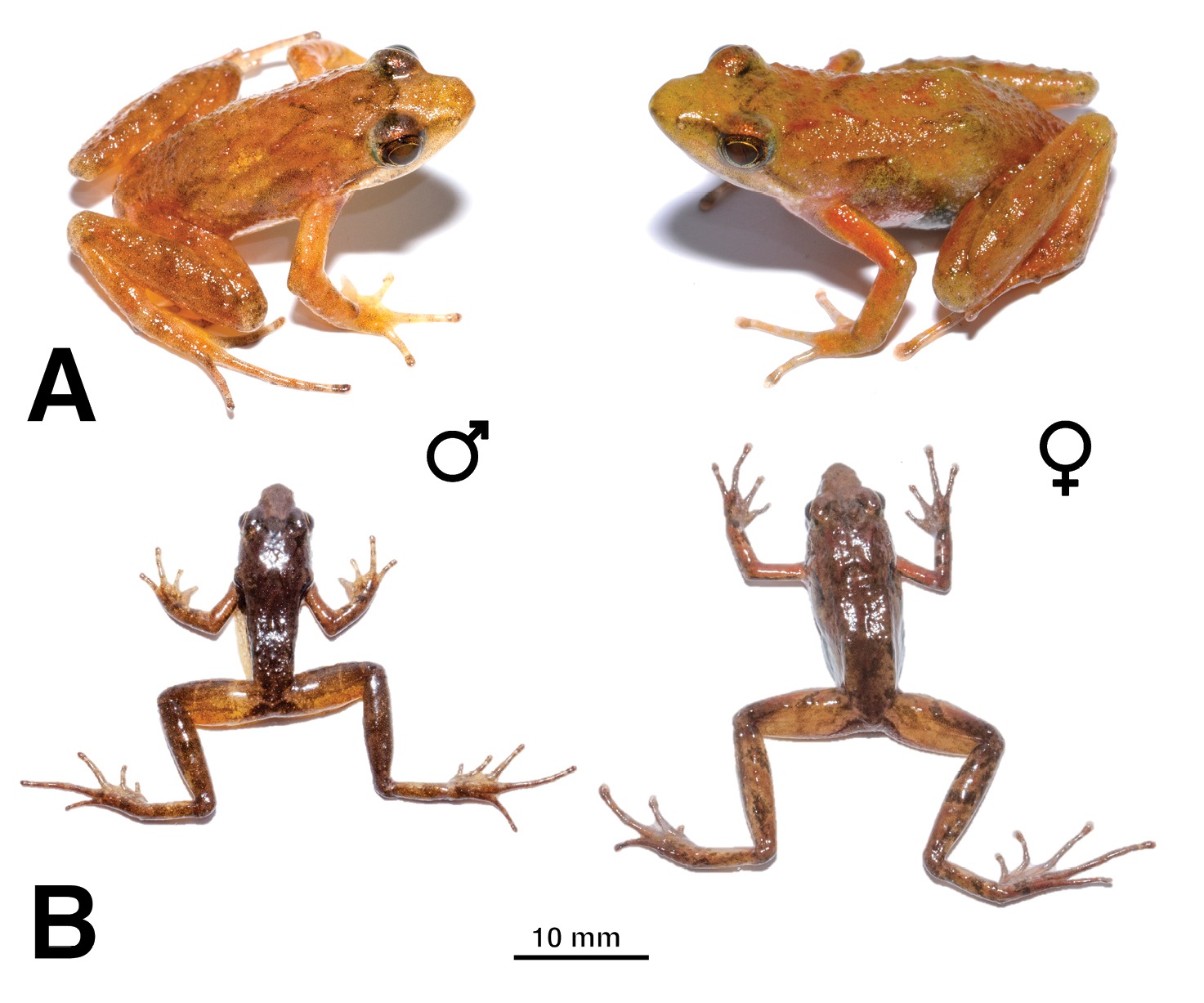 Species New to Science [Herpetology • 2019] Phrynobatrachus bibita • A