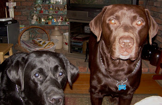 RIP Lucy & Blackie (the brown dog)