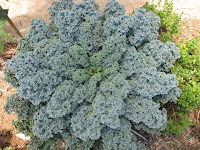 kale plant kale plant