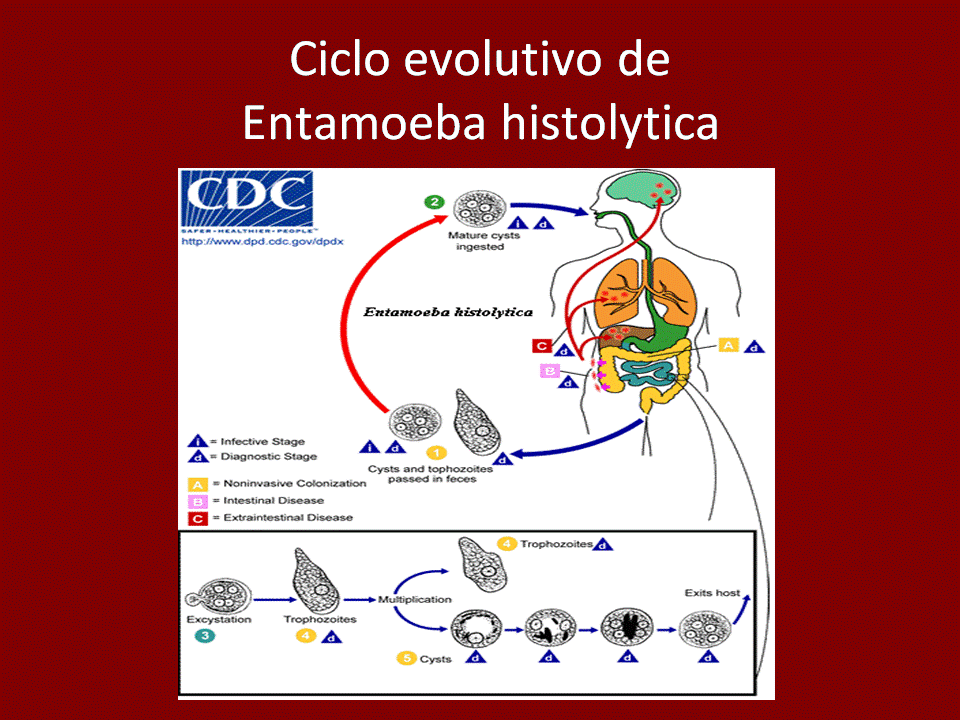 J68: SARCODINOS E INFUSORIOS