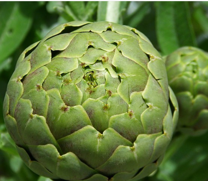 Álbumes 100+ Foto Plantas Medicinales Para Eliminar Quistes En Los Senos Lleno
