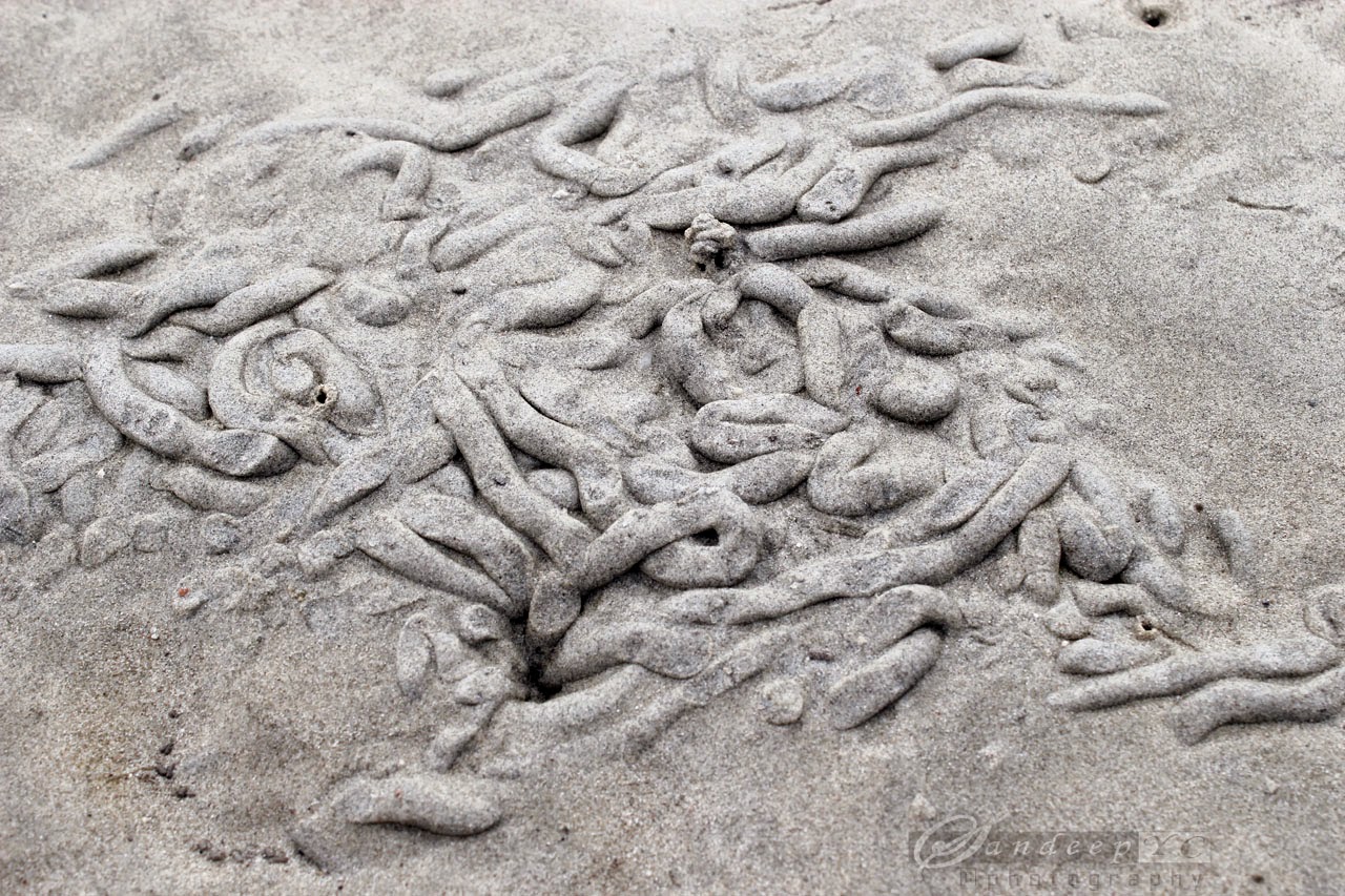 sand art made by the creatures on the beach