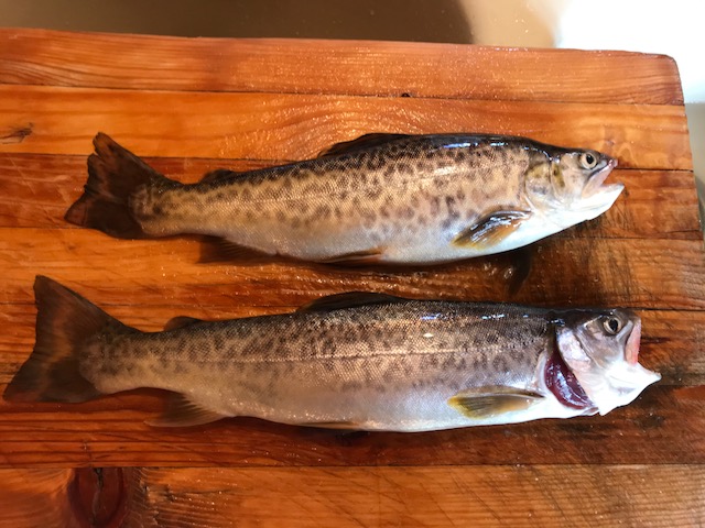 Utah Fishing Cabin Fishing Cabin For Sale A New Breed