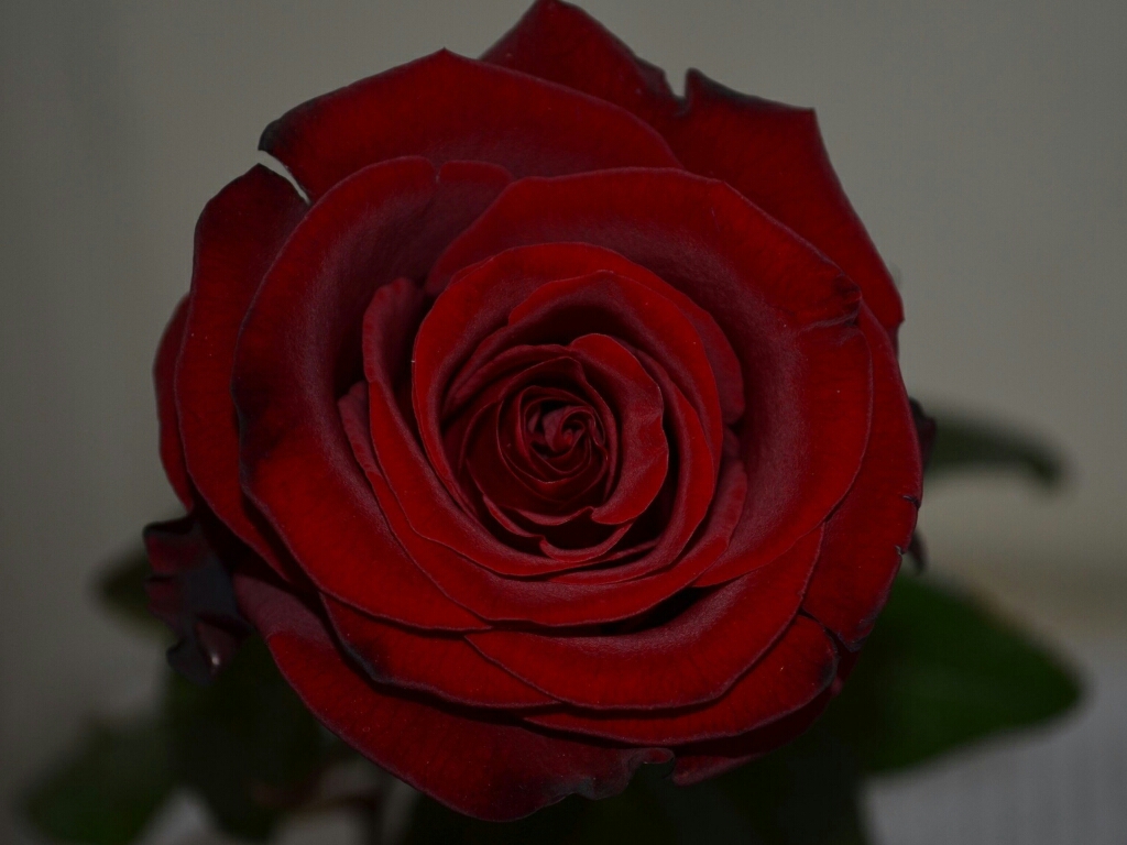 flowers for flower lovers.: Rose HD desktop wallpapers.