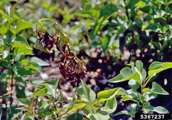 bacterial blight lilac bush diseases bacterial blight lilac bush diseases