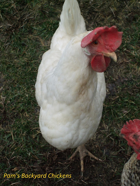 Leghorns are famous among backyard chicken owners for being a reliable and prolific white egg laying chicken breed.