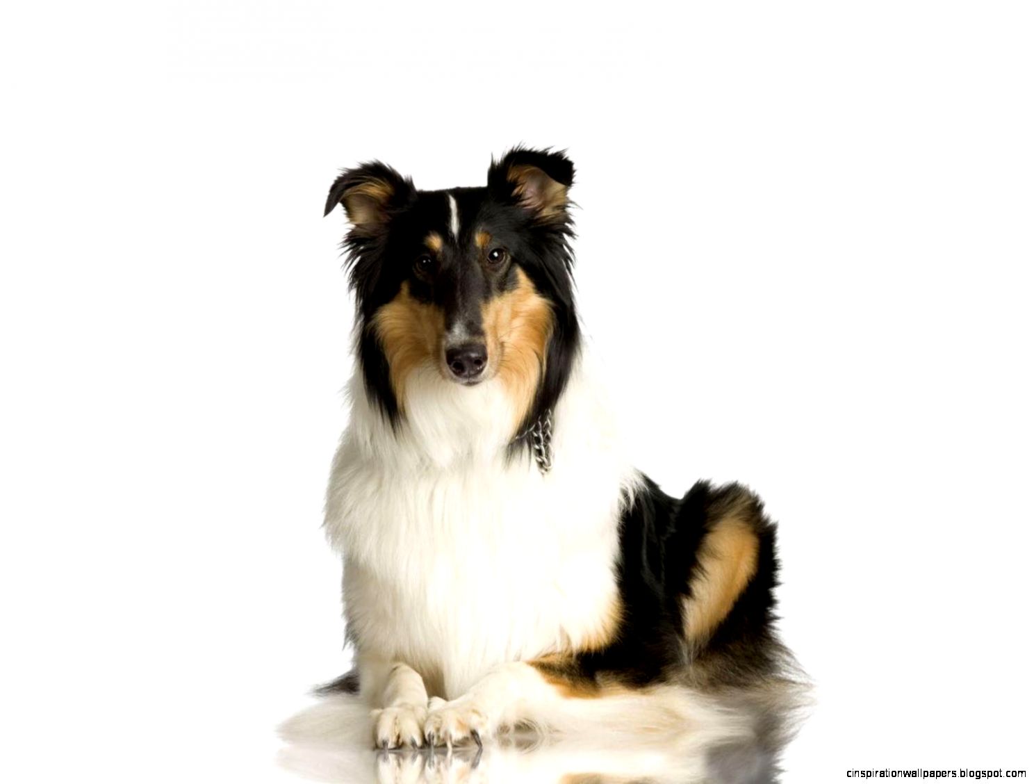 collie dog desktop wallpaper download collie dog wallpaper in hd
