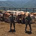 42 cabezas de ganado de contrabando se inautaron en La Guajira