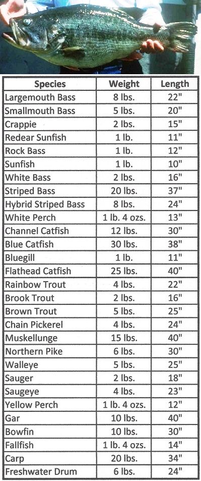 Virginia Trophy Fish Size Chart