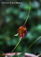 Masdevallia Echo