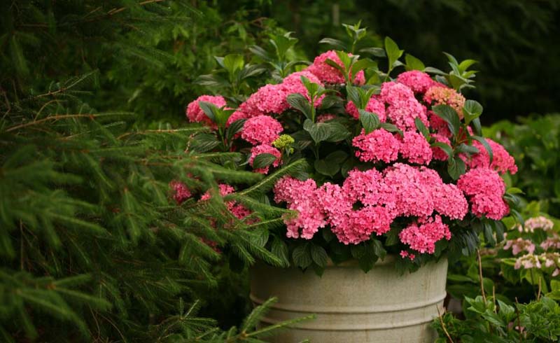 33 Best Monrovia Spring Wish List Images Monrovia Plants Plant