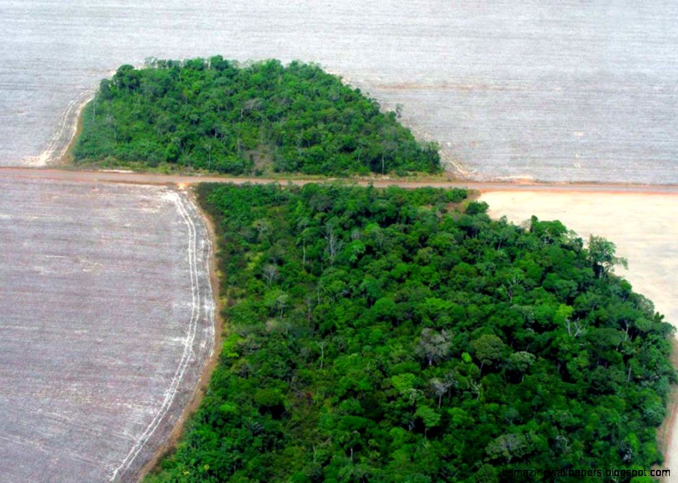 Amazon Rainforest Trees Cut Down Amazing Wallpapers
