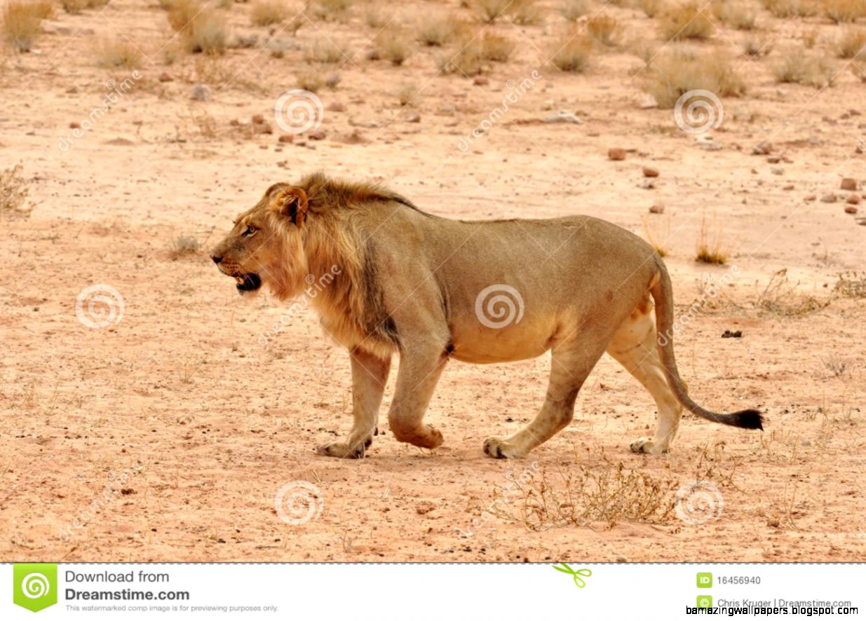 Desert Lion Royalty Free Stock Image   Image 31425066