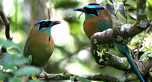 Aves de El Salvador