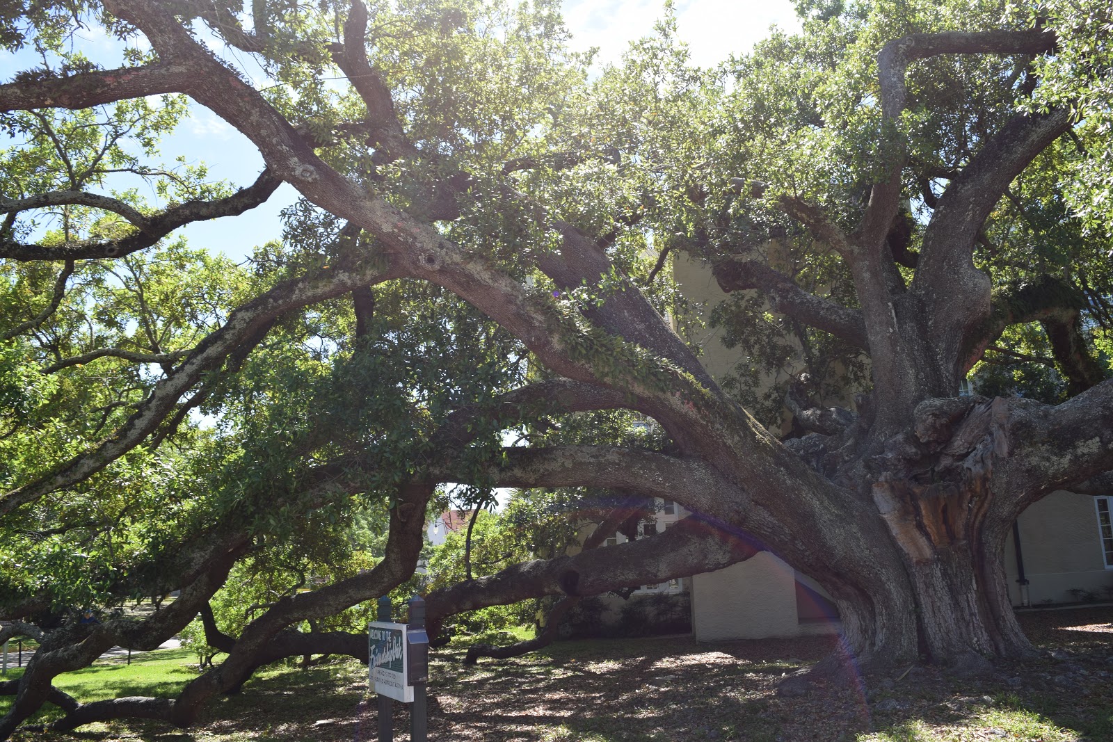 HappiLeeRVing The Friendship Oak Gulfport, Mississippi