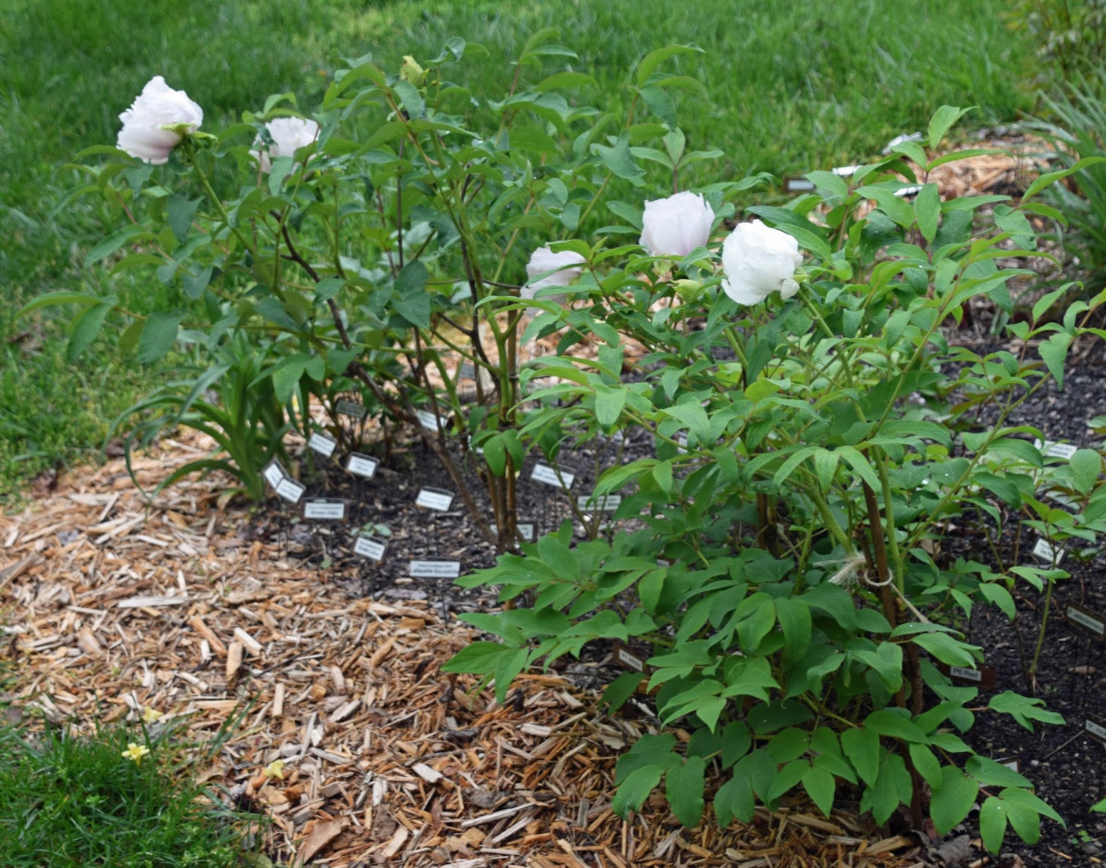 Southern Peony 2020 Chinese Tree Peony Seedlings All White