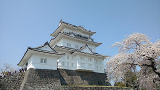 Odawara Castle sakura