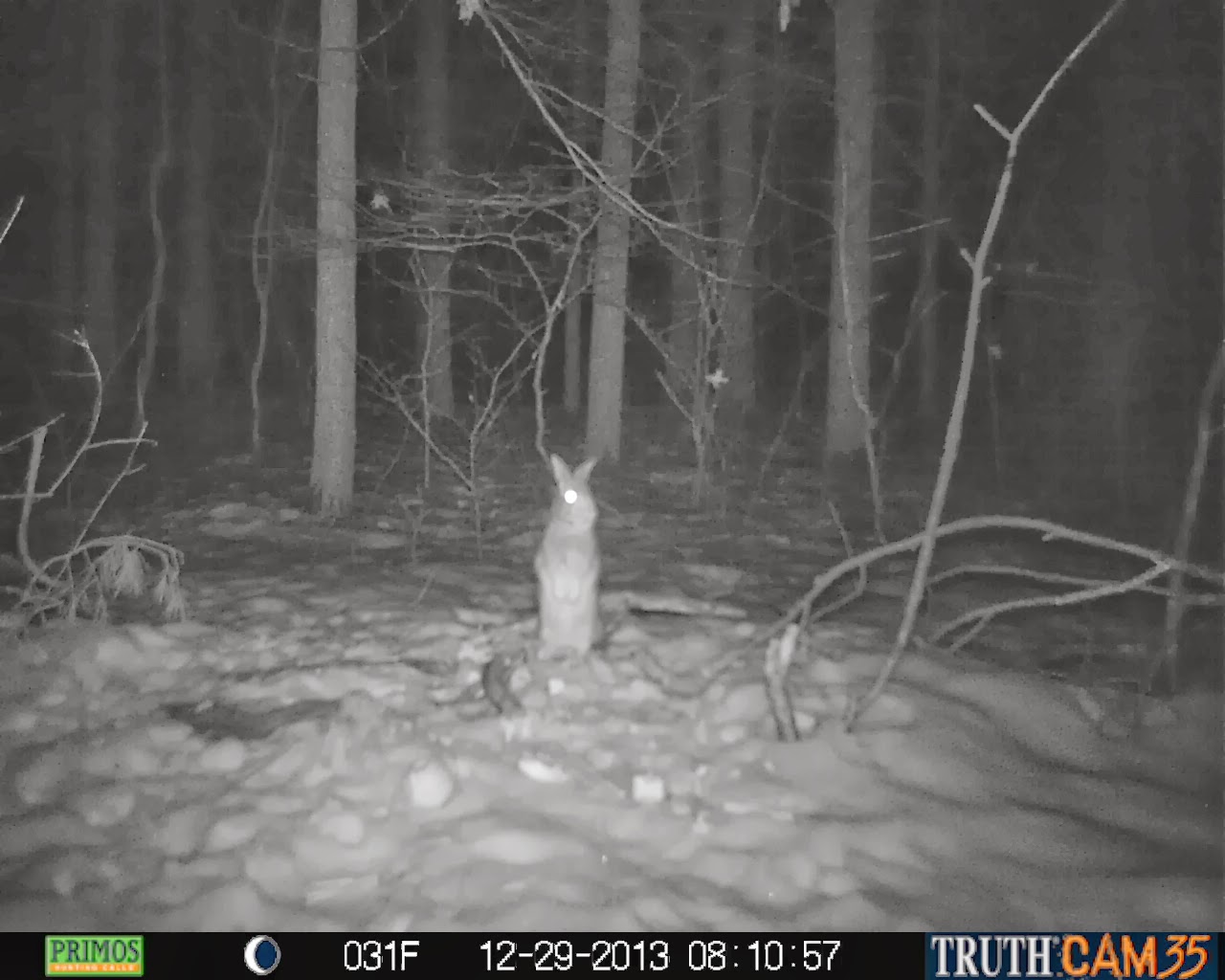 Plants Amaze Me: Catching up with the Trail Camera