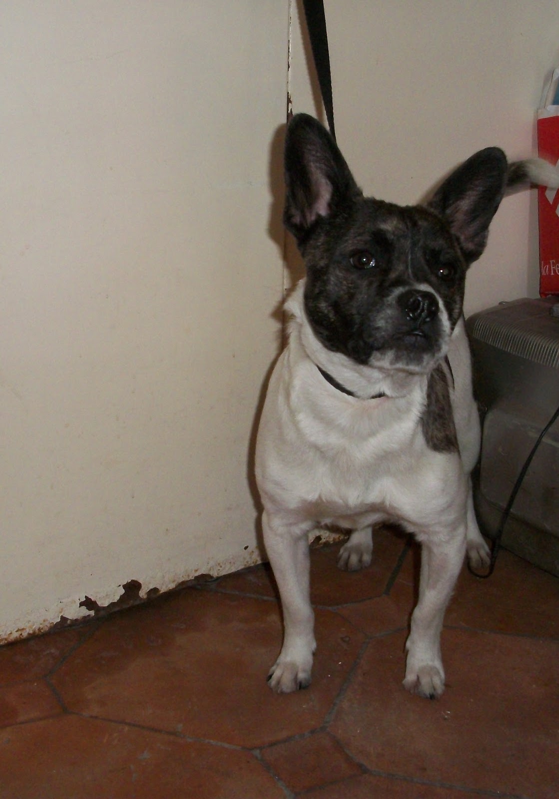 Le Amiche di Lù Odv Gastone