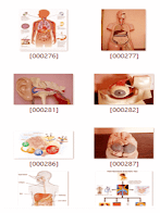 Kumpulan Model Gambar Alat Peraga Pembelajaran Siswa Semua Jenjang
Sekolah