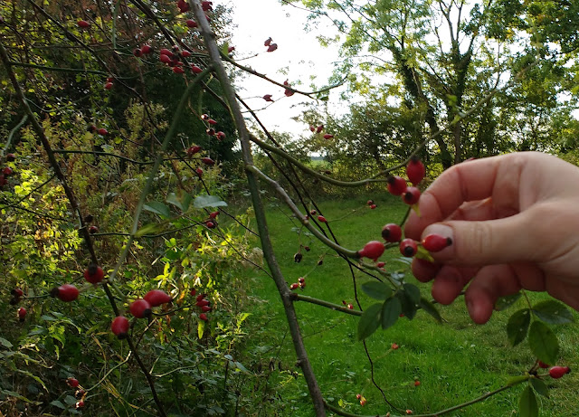 gathering rosehips and making rosehip syrup recipe