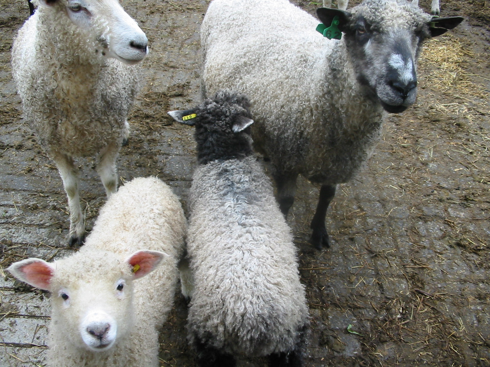 Knee Deep in Sheep: Some Spring Cleaning