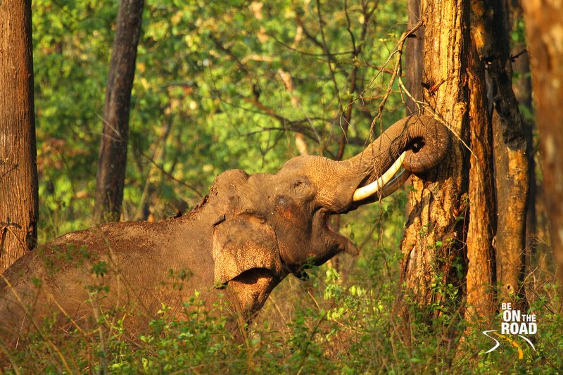 Elephant in Musth, Kabini National Park, Karnataka