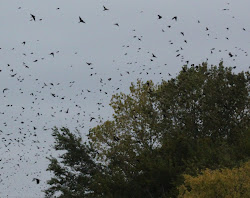 blackbirds hurt dirt don bit looking know re