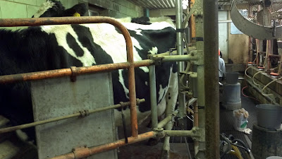 milking cows on a farm in bad axe, pen, cage