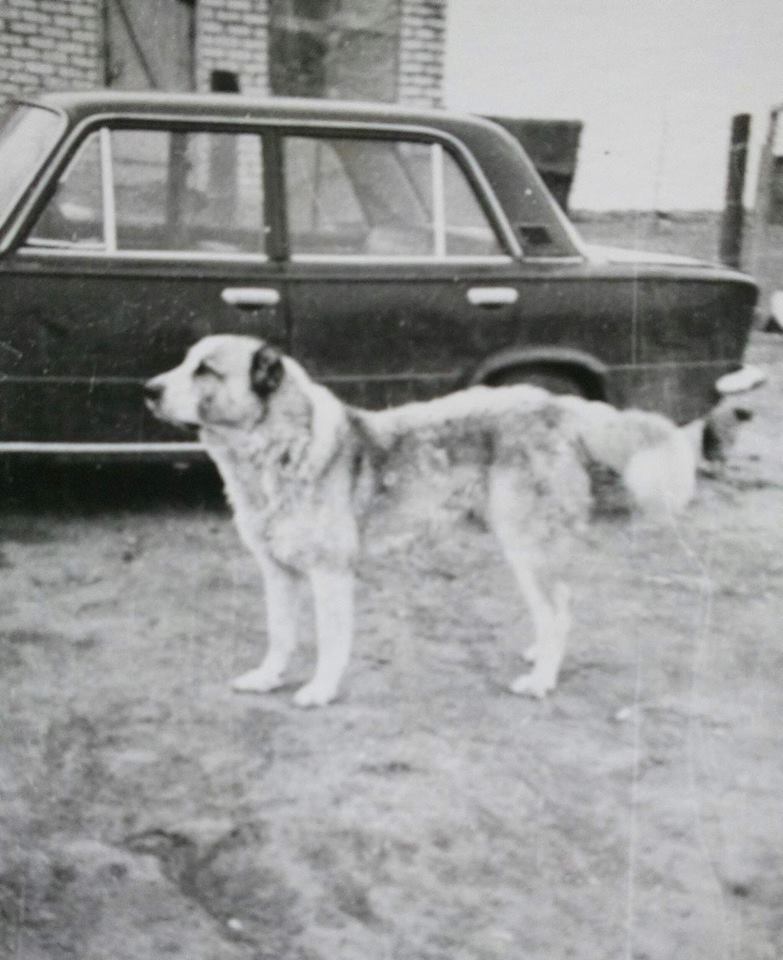 karachay wolfhound
